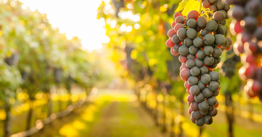 To meet stringent sustainability guidelines for LIVE Certification, vineyards and wineries must submit detailed reports about their water consumption.
